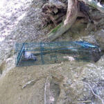  Élvefogó Csapda - Nyestek és Rókakölykök - 1000-es