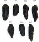  Tectita Philipine Naturala Brut - Sticla de Contact Meteorit 31-45 x 13-19 x 12-17 mm - ( XL ) - 1 Buc
