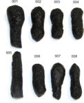  Tectita Philipine Naturala Bruta - Sticla de Contact Meteorit 55-80 x 19-31 x 17-26 mm - ( XXL ) - 1 Buc
