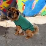  Comfort forest green color esőkabát (HR916765)