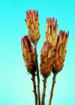  Flori uscate, buchet Protea roz (024.502104000)