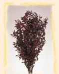  Buchet flori uscate, Ruscus, bordo, 230 g (5998977125626)