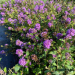  Nyári orgona - Buddleja HUMDINGER® 'Little Nugget