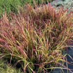 Piros alangfű - Imperata cylindrica 'Red Baron