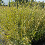  Serevényfűz - Salix rosmarinifolia