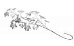 Chaks Creangă - Ginkgo biloba argintie