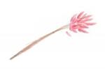 Chaks Buchet de flori - Lagurus roz
