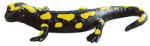 BULLYLAND Salamander figurină de joacă (68493) Figurina