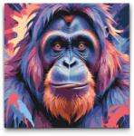  Festés számok szerint - Orangután vörös és kék árnyalatokban Méret: 50x50cm, Keretezés: Kerek keret