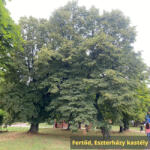  Kislevelű hárs - Tilia cordata - Konténeres - csodakertesz - 19 390 Ft