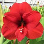  Amaryllis Red cserepes amarillisz 12-14 cm-es cserépben, 1 db