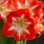  Amaryllis Minerva cserepes amarillisz 12-14 cm-es cserépben, 1 db
