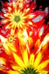 Kolibri Covor Modern, Kolibri Flower, Diverse Dimensiuni, 2200 gr mp (4823057754773) Covor
