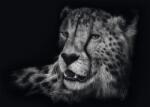 Schmidt Spiele - Puzzle Rader: Gepard - 1 000 piese Puzzle