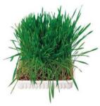 TRIXIE Small Animal Grass - kiegészítő eledel (fű) rágcsálók részére (100g)