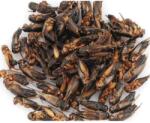 trópus Trópus Dried Cricket - kiegészítő eleség (szárított tücsök) rágcsálók, madarak, sünik és hüllők részére (40g) - fishingoutlet