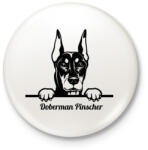 printfashion Doberman Pinscher - Kitűző, hűtőmágnes - Fehér (5120332)