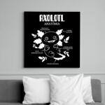 printfashion Axolotl anatómia - Vászonkép - Fekete (10874315)
