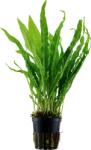 Tropica Microsorum pteropus - 1 db