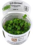 Tropica Hydrocotyle tripartita CUP - 1 db