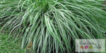 Citronella 100% illóolaj 50ml