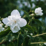  Jázmin illatolaj 50ml