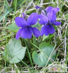  Ibolya illatolaj 50ml