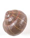 Seletti fali fogas Sleeping Snail #1 - barna Univerzális méret