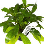 INVITAL Hygrophila siamensis (IN-VITRO pohár Ø 7 cm)