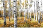 Komar Vlies fotótapéta Colorful Aspenwoods 450 cm x 280 cm