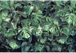 Komar fotótapéta Verdure 368 cm x 254 cm