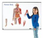 Learning Resources Corpul uman - set magnetic (LER6044) - ookee Jucarii de constructii magnetice