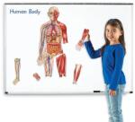 Learning Resources Corpul uman - Set magnetic educativ (LER6044) Jucarii de constructii magnetice