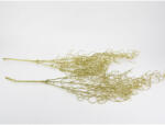  Hosszúlevelű asparagus csillámos arany 2db/csomag - KIFUTÓ - csinaldmagadshop