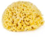Dr. Brown's Burete natural de mare Honeycomb Spugnificio Bellini nr. 8, 1 bucata, Dr. Brown's