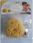Dr. Brown's Burete natural de mare Honeycomb Spugnificio Bellini nr. 10, 1 bucata, Dr. Brown's