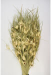  Buchet flori uscate, Tulipanfu, natur, 100 g (2221110077807)