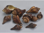  Barna csiga 4, 5-7cm 10dkg/csomag - csinaldmagadshop