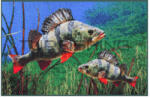 Delphin Szőnyeg 3D sügér 60x40cm (795000103)