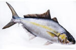 EnergoTeam Pillow The Amberjack 105cm (e-74175464)