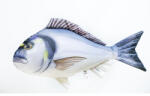 EnergoTeam PILLOW THE GILTHEAD SEA BREAM 60cm (E-GP175600)