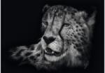 Schmidt Spiele 58542 - Gepard, Ashley Rader - 1000 db-os puzzle (58542)