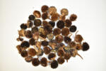  Flori uscate, Rudbeckia, 130 gr (470.7025490300)