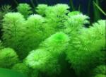 INVITAL Limnophila aquatica