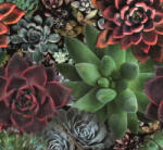  Marburg Smart Art Gallery 46701 Natur Nagyformátumú pozsgás növények (kövirózsa) zöld szines falpanel (46701)
