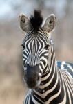  Hűséges tekintetű könnyen gondozható zebra fekete és fehér tónus "S" méret falpanel (363623)