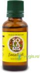 Solaris Ulei esential de Eucalipt 30 ml