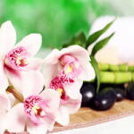 Art Galéria Orchidea és bambusz - vászonkép