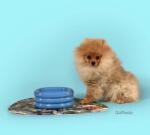 United Pets Купа за домашен любимец United Pets DoggyMood x Seletti (SE0102DM)