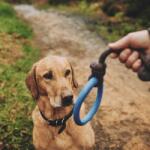 Beco Pets BecoHoop karika kötéllel - L, kék